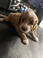 Charlie, a female Cockapoo and Maltipoo for sale in Rincon, GA – 4 of 7