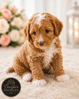 Ms Penny, a female Maltipoo for sale in Rincon, GA – 2 of 4