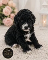 Maverick , a male Maltipoo for sale in Rincon, GA – 2 of 7