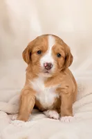 Charlie , a female Cockapoo and Maltipoo for sale in Rincon, GA – 1 of 2