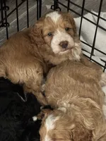 Goose, a male Maltipoo for sale in Rincon, GA – 3 of 10