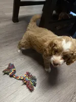 Charlie, a female Cockapoo and Maltipoo for sale in Rincon, GA – 5 of 7