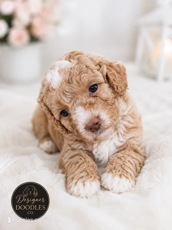 Ms Penny – Maltipoo puppy on hold in Rincon, GA