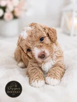Ms Penny, a female Maltipoo for sale in Rincon, GA – 1 of 4