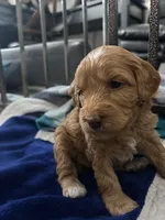 Phoenix, a female Cockapoo and Maltipoo for sale in Rincon, GA – 3 of 3