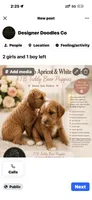 Charlie, a female Maltipoo for sale in Rincon, GA – 2 of 2