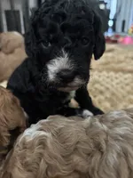 Maverick , a male Maltipoo for sale in Rincon, GA – 4 of 7