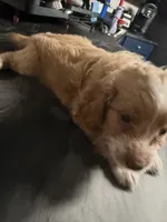 Charlie, a female Cockapoo and Maltipoo for sale in Rincon, GA – 2 of 7