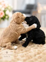 Goose, a male Maltipoo for sale in Rincon, GA – 2 of 10