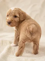Phoenix, a female Cockapoo and Maltipoo for sale in Rincon, GA – 2 of 3