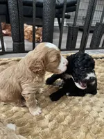 Maverick , a male Maltipoo for sale in Rincon, GA – 5 of 7