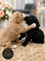 Maverick , a male Maltipoo for sale in Rincon, GA – 3 of 7
