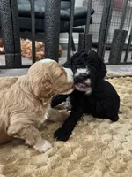 Maverick , a male Maltipoo for sale in Rincon, GA – 6 of 7