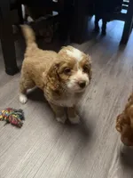 Charlie, a female Cockapoo and Maltipoo for sale in Rincon, GA – 7 of 7