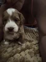Goose, a male Maltipoo for sale in Rincon, GA – 4 of 10