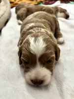 Goose, a male Maltipoo for sale in Rincon, GA – 7 of 10