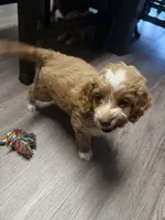 Charlie, a female Cockapoo and Maltipoo for sale in Rincon, GA – 6 of 7