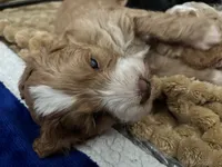 Goose, a male Maltipoo for sale in Rincon, GA – 10 of 10