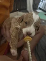 Goose, a male Maltipoo for sale in Rincon, GA – 5 of 10