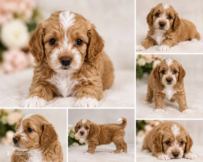 Charlie – Cockapoo, Maltipoo puppy for sale in Rincon, GA