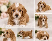Charlie, a female Cockapoo and Maltipoo for sale in Rincon, GA – 1 of 7