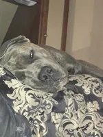 Zane, a male Cane Corso for sale in Tyler, TX – 7 of 10