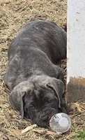 Zane, a male Cane Corso for sale in Tyler, TX – 8 of 10