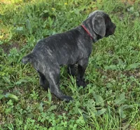 Zane, a male Cane Corso for sale in Tyler, TX – 9 of 10