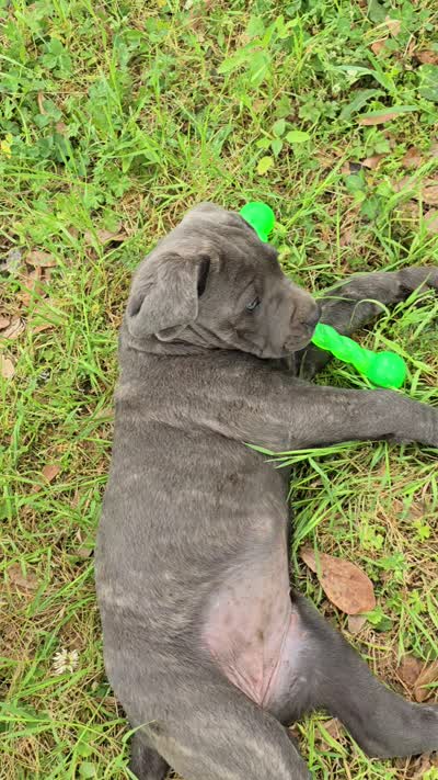 Zane, a male Cane Corso for sale in Tyler, TX – 10 of 10