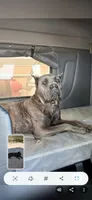 PARIS, a male Cane Corso for sale in Tyler, TX – Photo 6 of 8