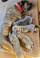 PARIS, a male Cane Corso for sale in Tyler, TX – Photo 8 of 8