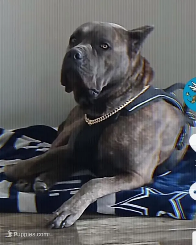 Zane – Cane Corso puppy for sale in Tyler, TX