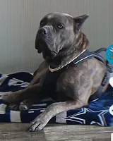 PARIS, a male Cane Corso for sale in Tyler, TX – Photo 3 of 8