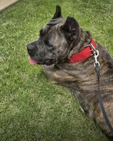 PARIS, a male Cane Corso for sale in Tyler, TX – Photo 4 of 8
