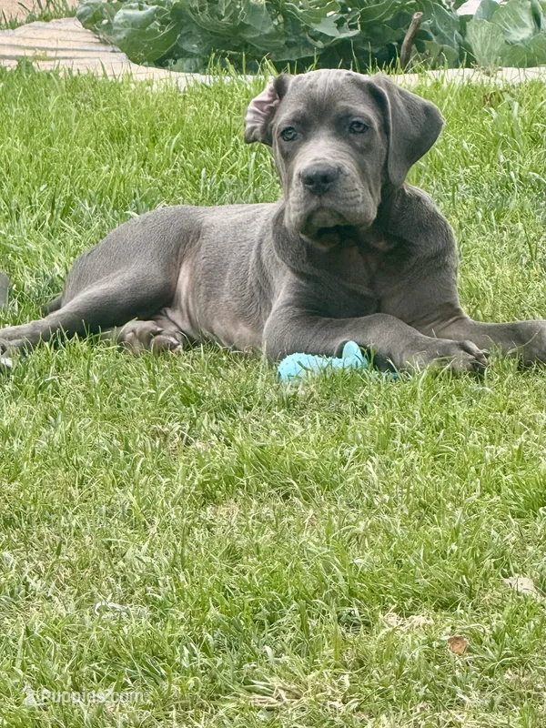 Domino – Cane Corso puppy for sale in Dallas, TX