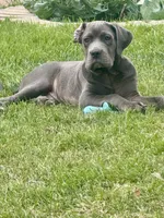 Domino, a male Cane Corso for sale in Dallas, TX – 1 of 3