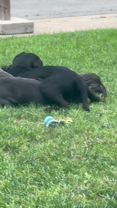 Domino, a male Cane Corso for sale in Dallas, TX – 3 of 3