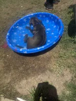 Domino, a male Cane Corso for sale in Dallas, TX – 2 of 3