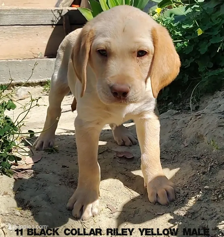 Riley – Labrador Retriever puppy for sale in Mission Viejo, CA
