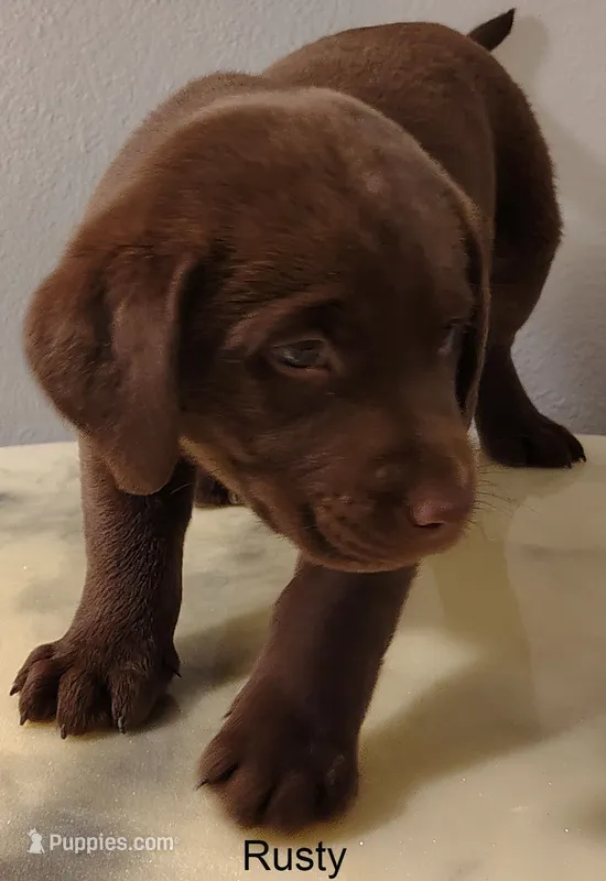 Rusty – Labrador Retriever puppy for sale in Mission Viejo, CA