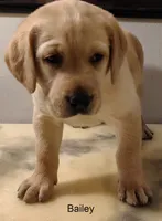 Bailey, a female Labrador Retriever for sale in Mission Viejo, CA – 1 of 1