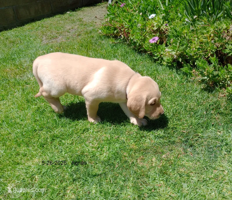 Bailey – Labrador Retriever puppy on hold in Mission Viejo, CA
