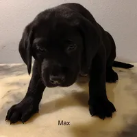 Max, a male Labrador Retriever for sale in Mission Viejo, CA – 1 of 1