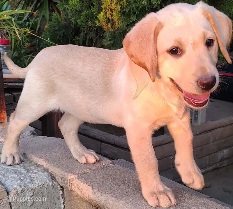 Piper – Labrador Retriever puppy for sale in Mission Viejo, CA