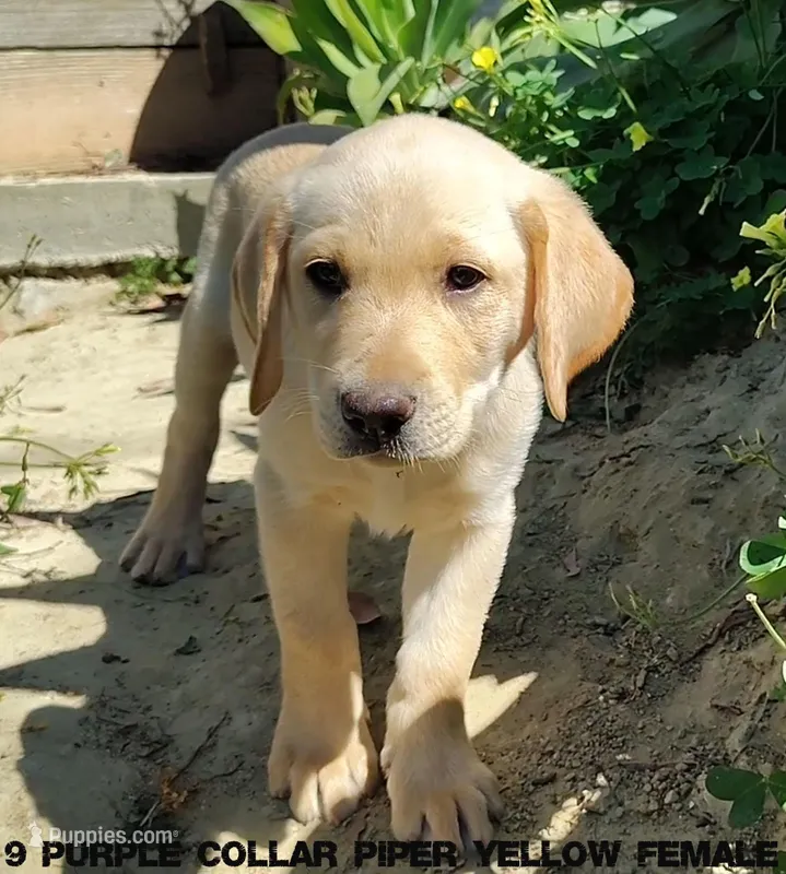 Piper – Labrador Retriever puppy for sale in Mission Viejo, CA