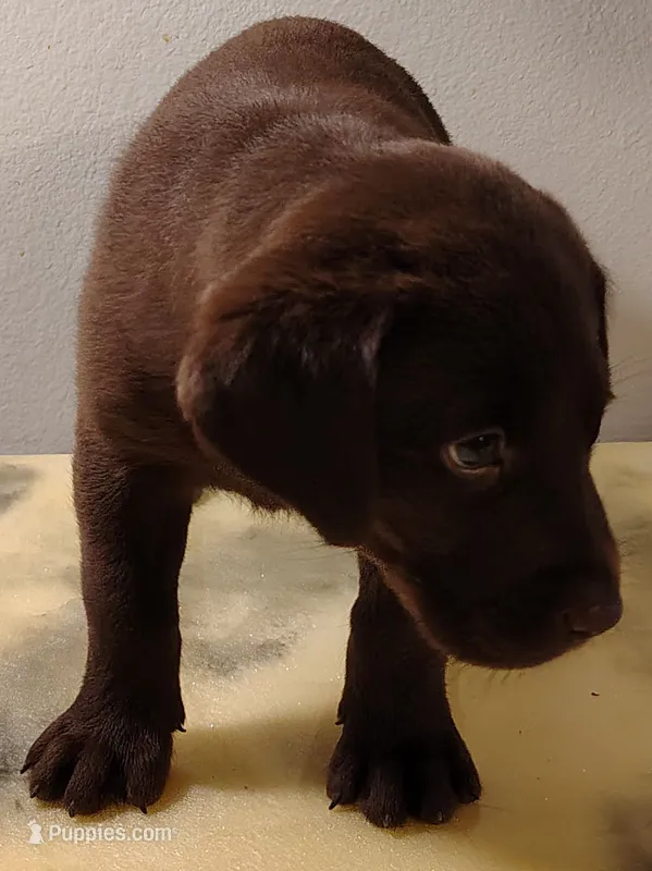 Cinnamon – Labrador Retriever puppy for sale in Mission Viejo, CA