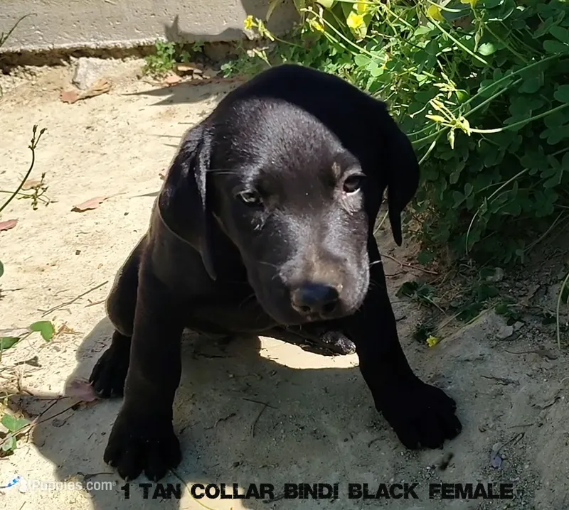 Bindi – Labrador Retriever puppy for sale in Mission Viejo, CA