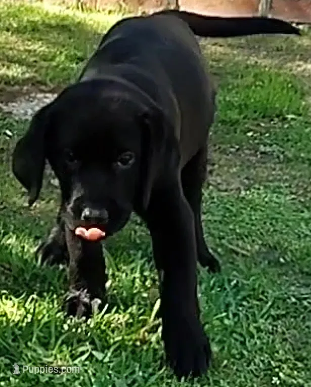 Elvis – Labrador Retriever puppy for sale in Mission Viejo, CA