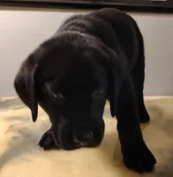 Elvis, a male Labrador Retriever for sale in Mission Viejo, CA – 1 of 1