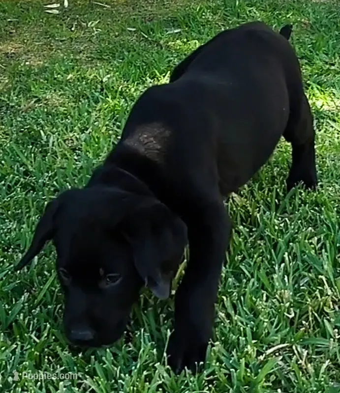 Cooper – Labrador Retriever puppy for sale in Mission Viejo, CA